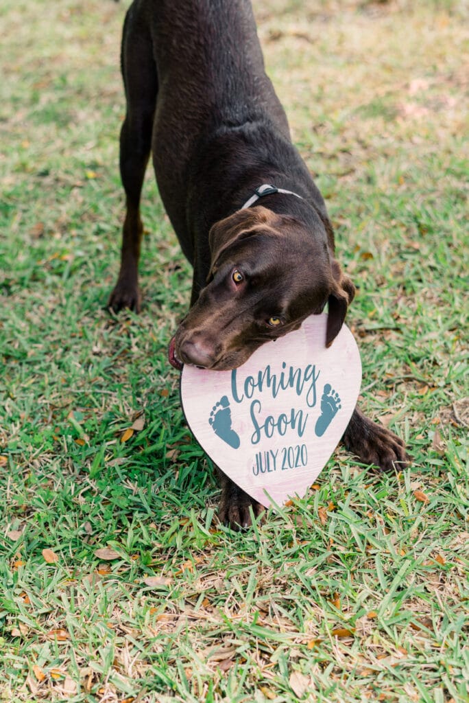 Rustic baby announcement sign for pets and dogs