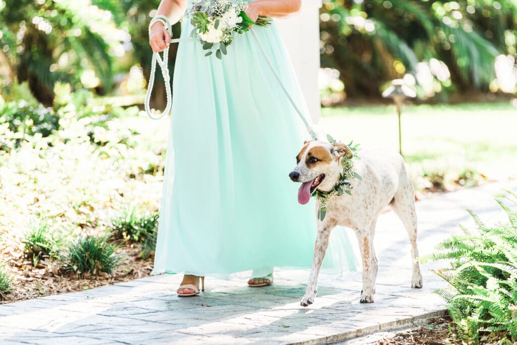 dogs as part of the wedding ceremony processional 