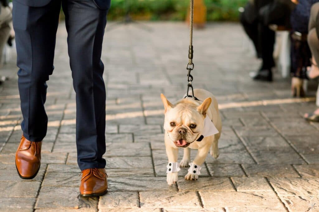 bulldog in a bow tie walking down the aisle