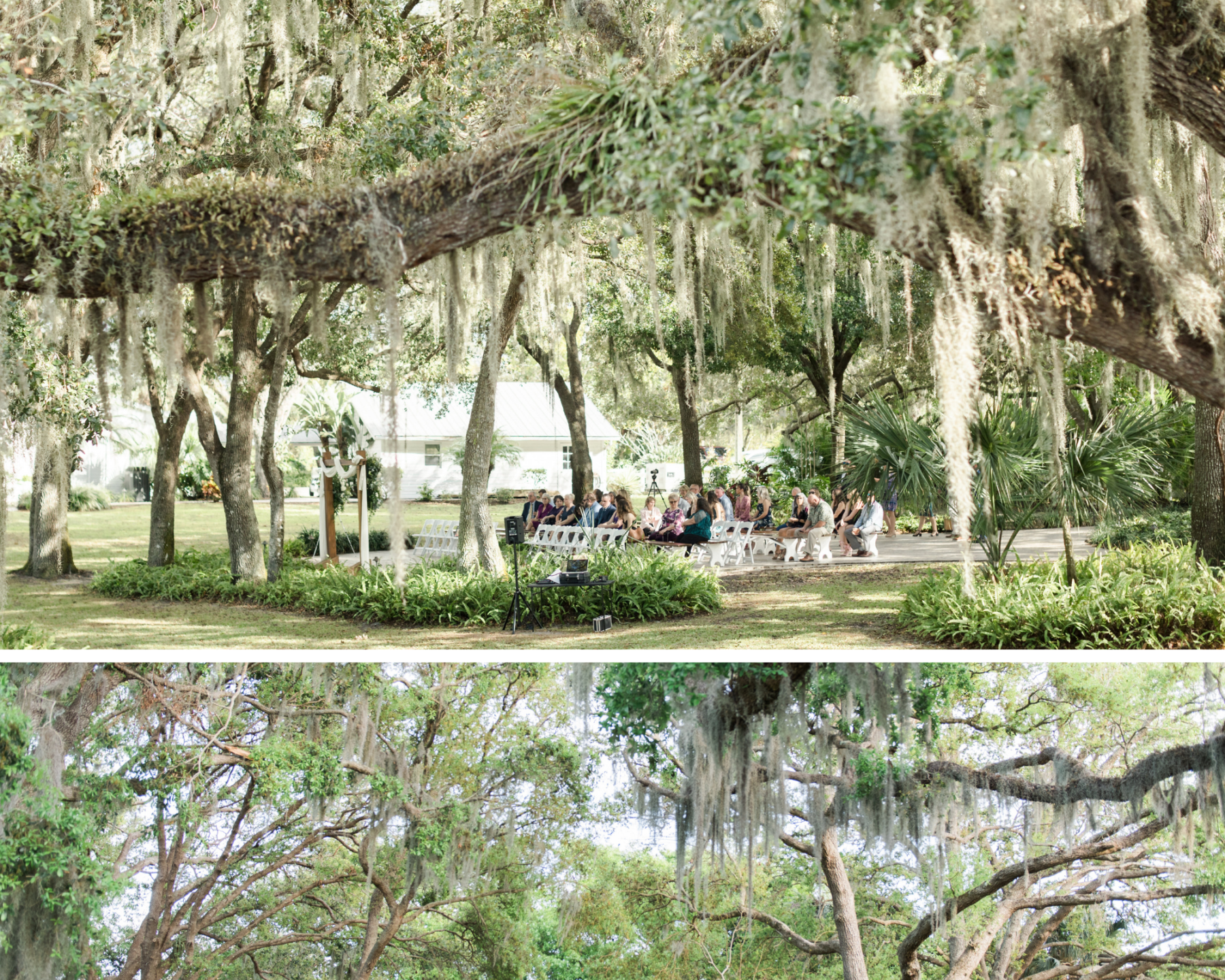 spanish moss winding path