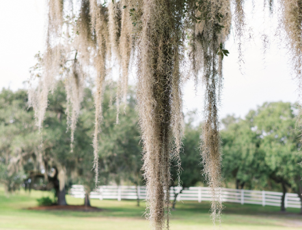 Wedding venue with Spanish moss tree in Florida