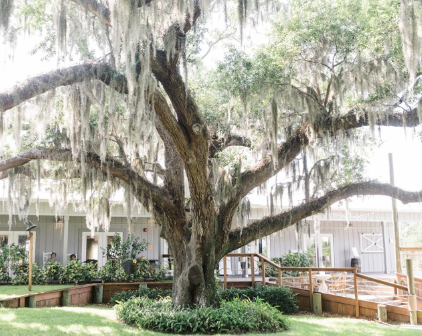 Oak Tree Wedding Venue in Florida